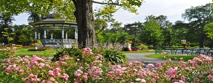 pink flowers at the Halifax Public Gardens in the foreground and the bandstand in the background